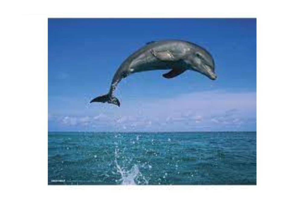 CABINET DE RADIOLOGIE LES DAUPHINS